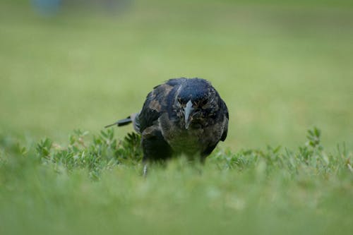 Bird of Prey against Green Background