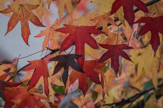 Detailed close-up of vibrant autumn maple leaves showcasing fall colors and textures.