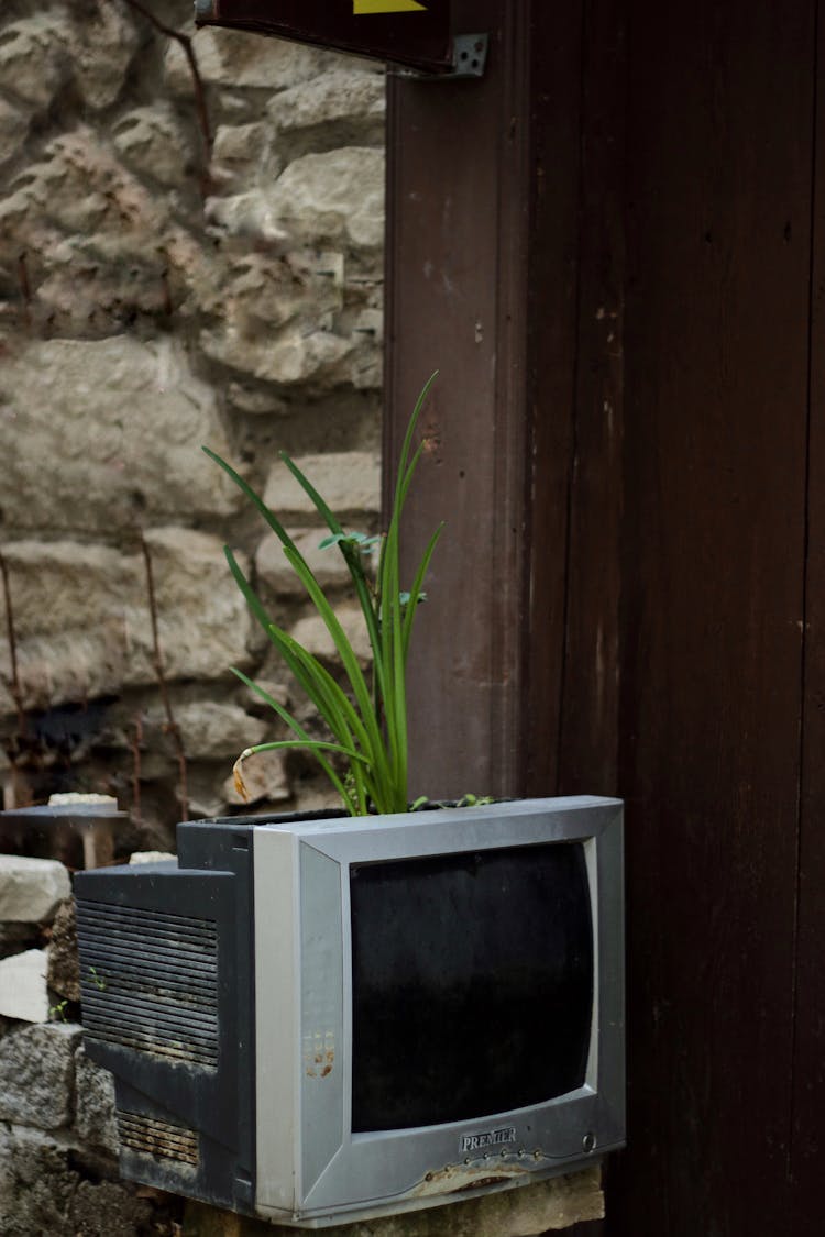 A Plant Growing In An Old TV 