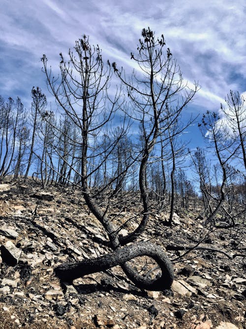 Fotos de stock gratuitas de árbol original, cielo azul, fuego