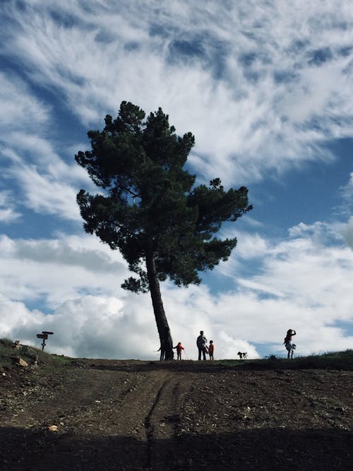 Free stock photo of big tree, blue sky, group of people