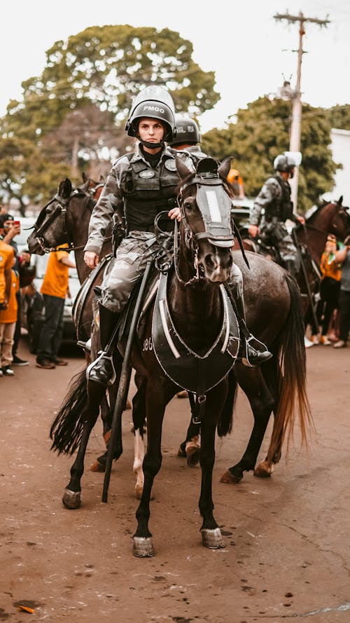 Foto profissional grátis de acontecimento, agrupar, cavalos pretos