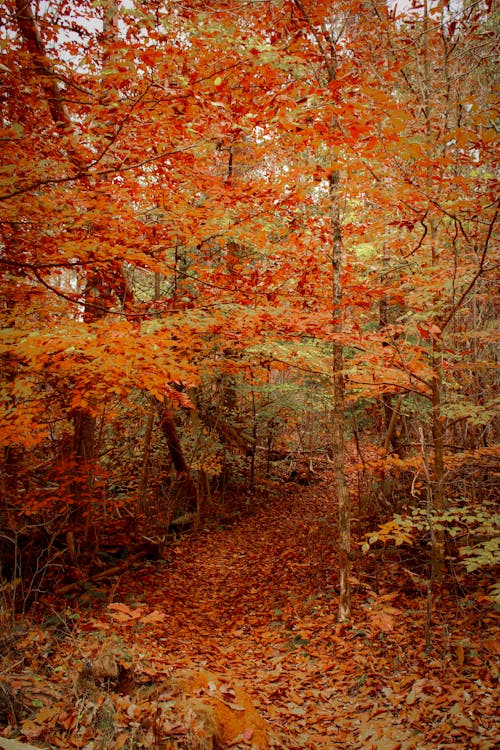 Free A Woodland with Fall Foliage Stock Photo
