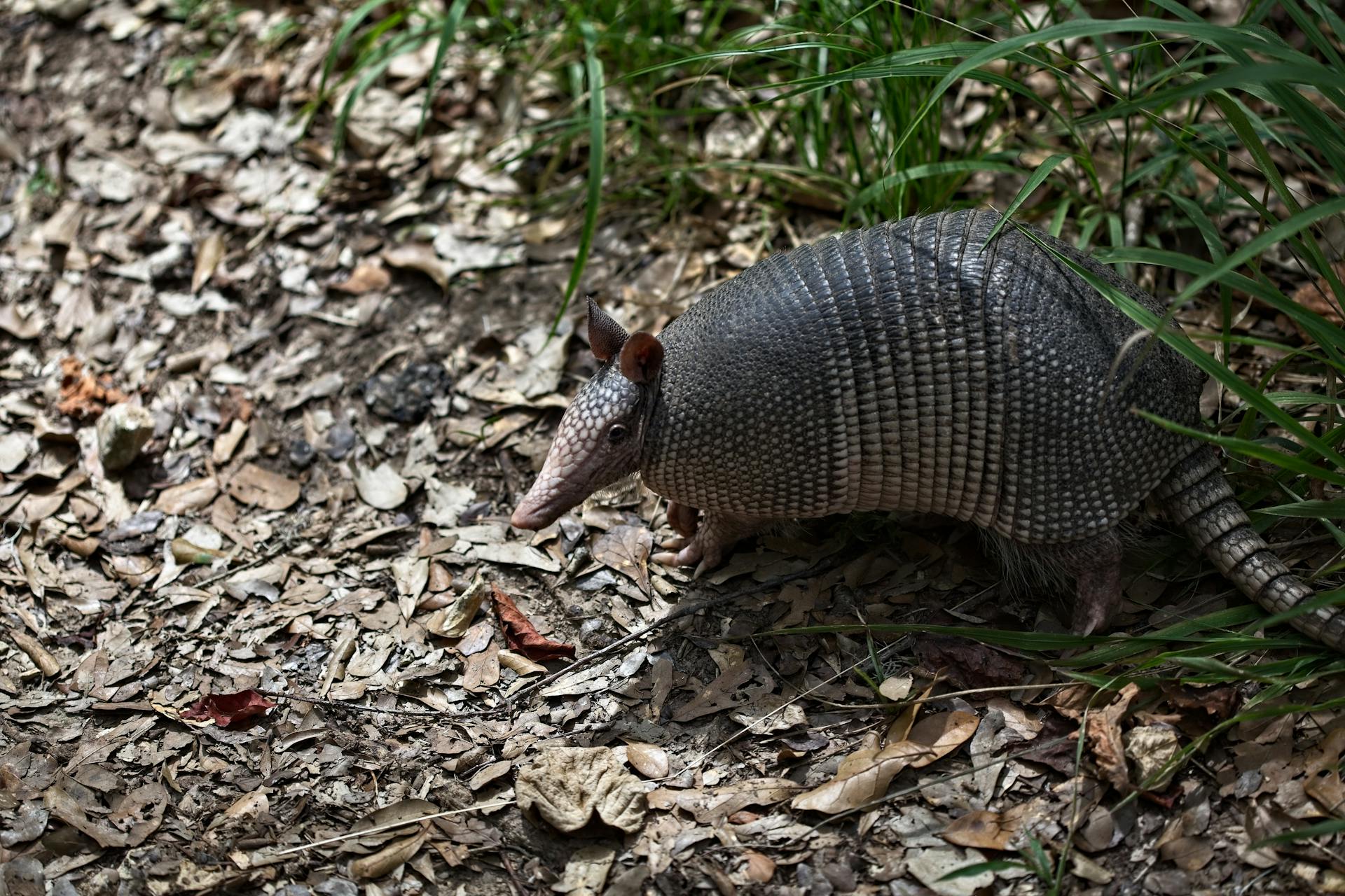 Close-Up Shot of an Armadillo