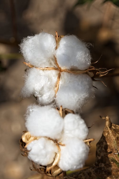Foto profissional grátis de agricultura, algodão, chácara
