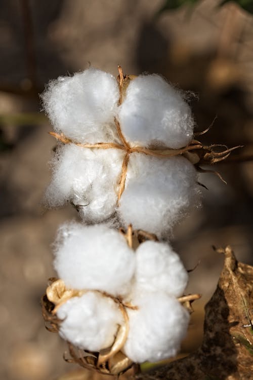 Cotton Plat Producing Organic Cotton