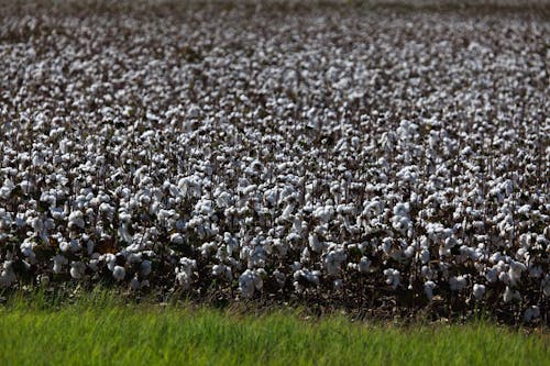 cotton field