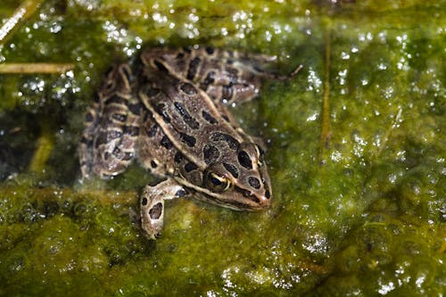 leopard frog