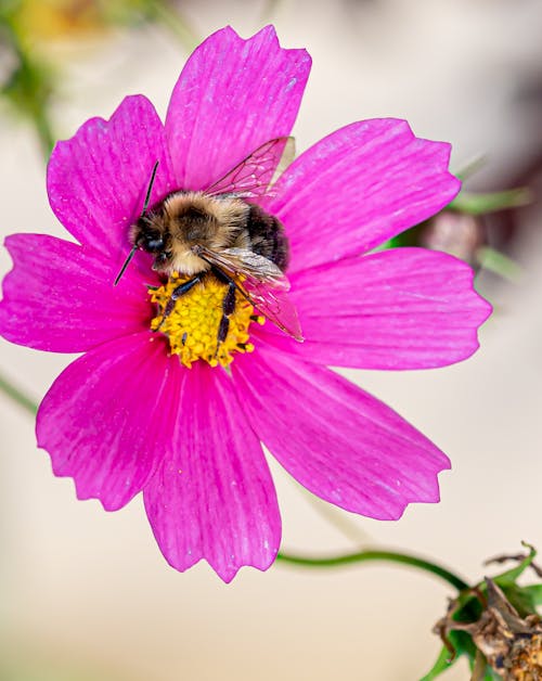 Honey Bee on a Flower