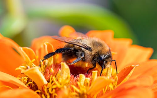 Honey Bee on a Flower