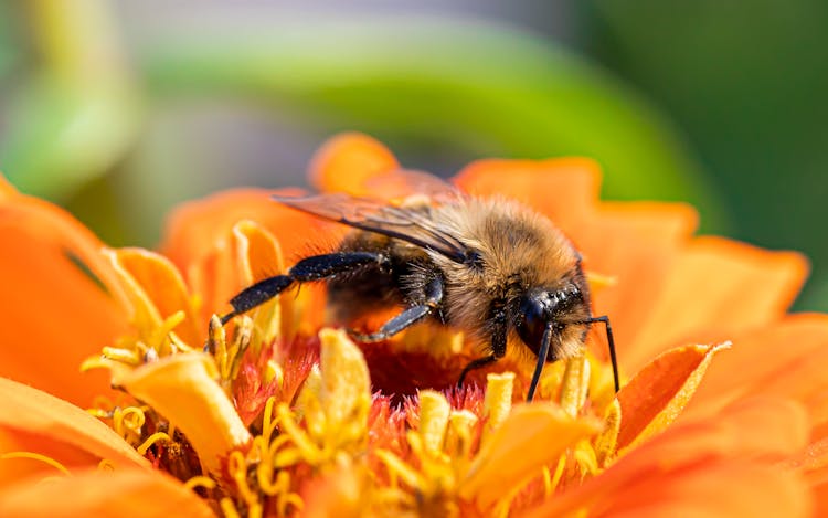 Honey Bee On A Flower