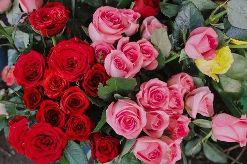 Free A close-up of red, pink, and yellow rose bouquets with fresh dew drops on petals. Stock Photo