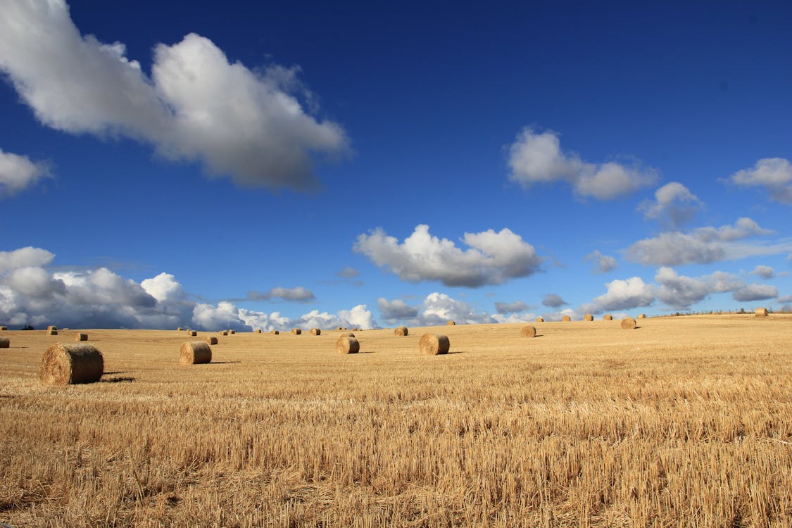 免费 白天在蓝天和白云下的草地上的干草 素材图片