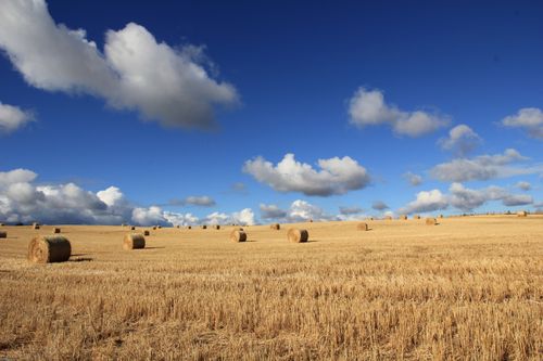 Free Scenic rural landscape with hay bales on a sunny day beneath a vibrant blue sky. Stock Photo