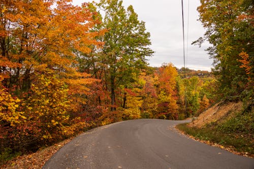 Gray Asphalt Road Near Autumn Trees