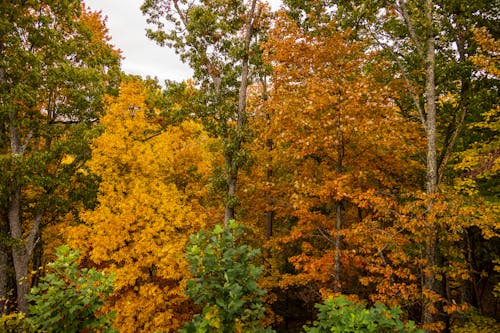 Бесплатное стоковое фото с деревья, лес, листопад
