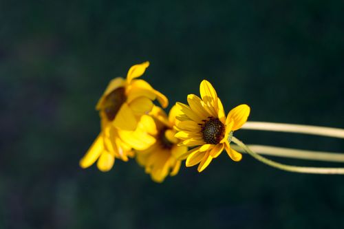 Free stock photo of bloom, flora, flower Stock Photo