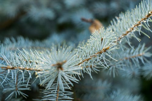 Free stock photo of conifer, flora, pine Stock Photo