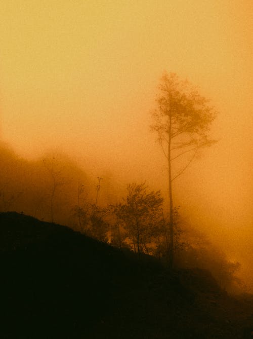 A Forest during a Foggy Day