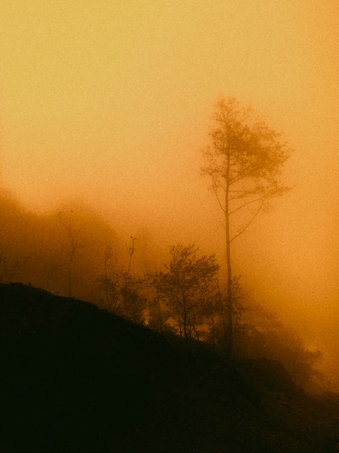Ethereal view of a misty forest enveloped in warm twilight hues, featuring silhouetted trees and fog.