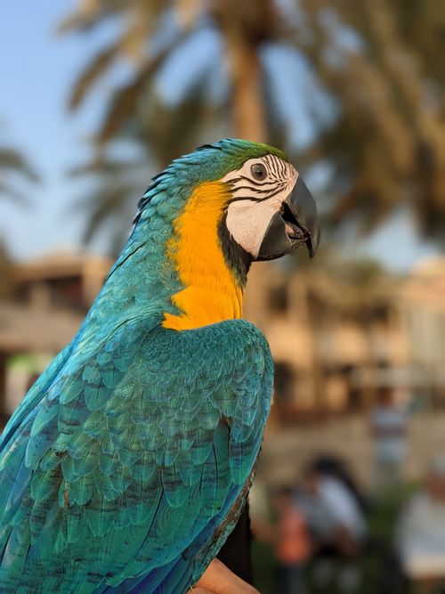 Free Close-up of a vivid blue and yellow macaw perched outdoors in Kuwait. Stock Photo
