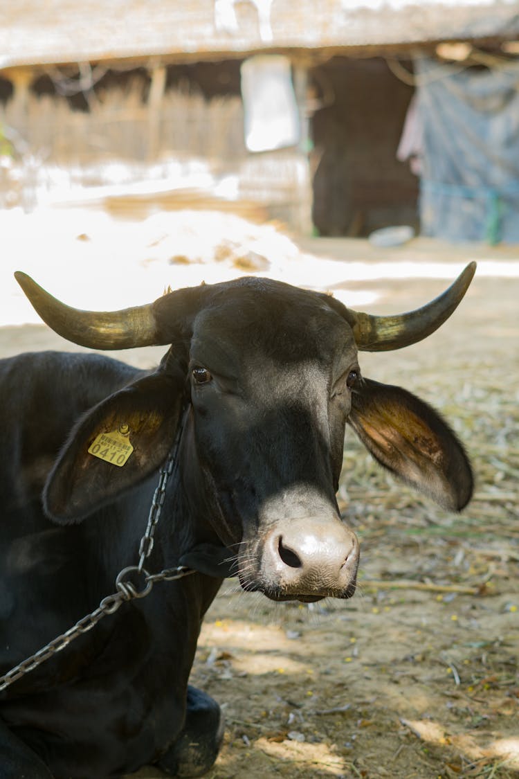 A Chained Murrah Buffalo