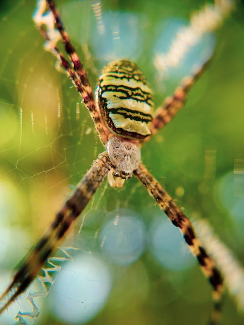 Brown Araneus Cavaticus Barn Spider · Free Stock Photo