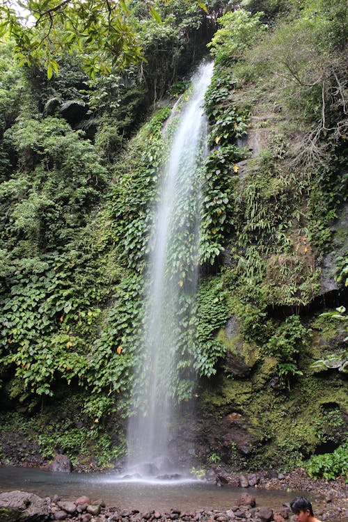 Fotobanka s bezplatnými fotkami na tému dažďový prales, džungľa, hora