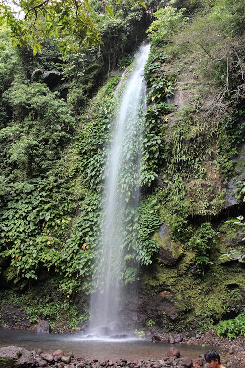 Immagine gratuita di bellezza, boschi, cascata