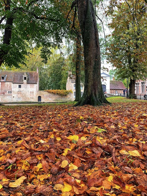 Photos gratuites de arbres d'automne, automne, couleur d'automne