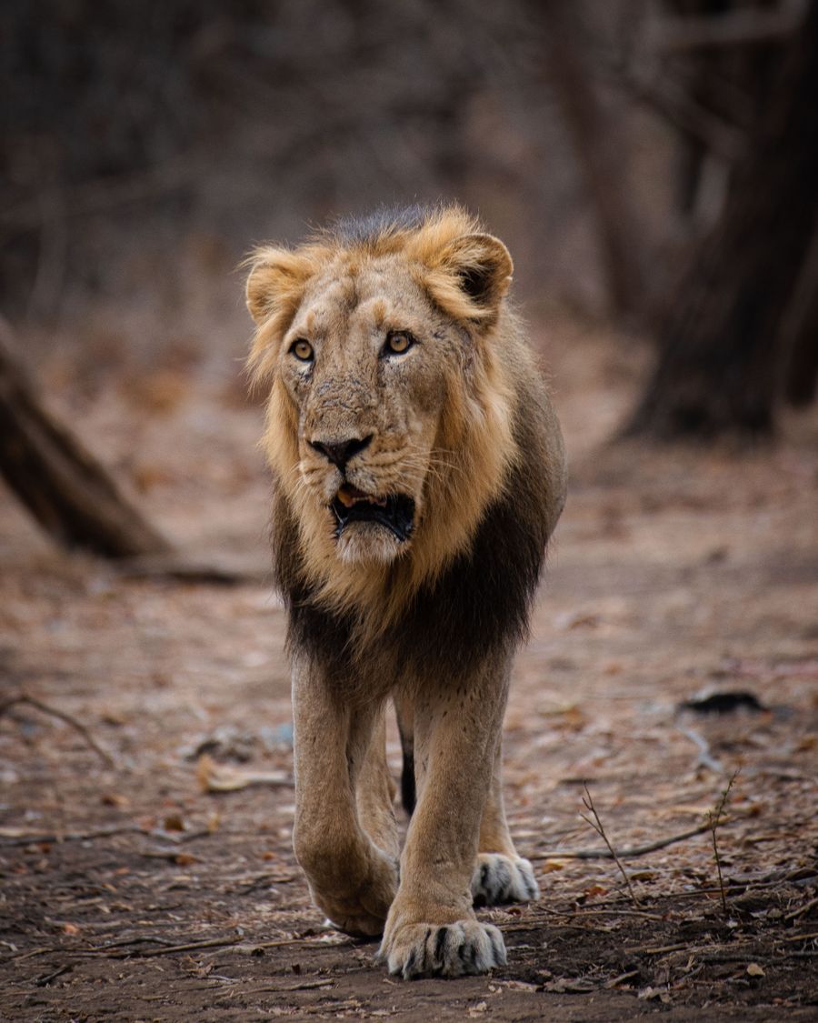 Gir Lion Safari photo 4