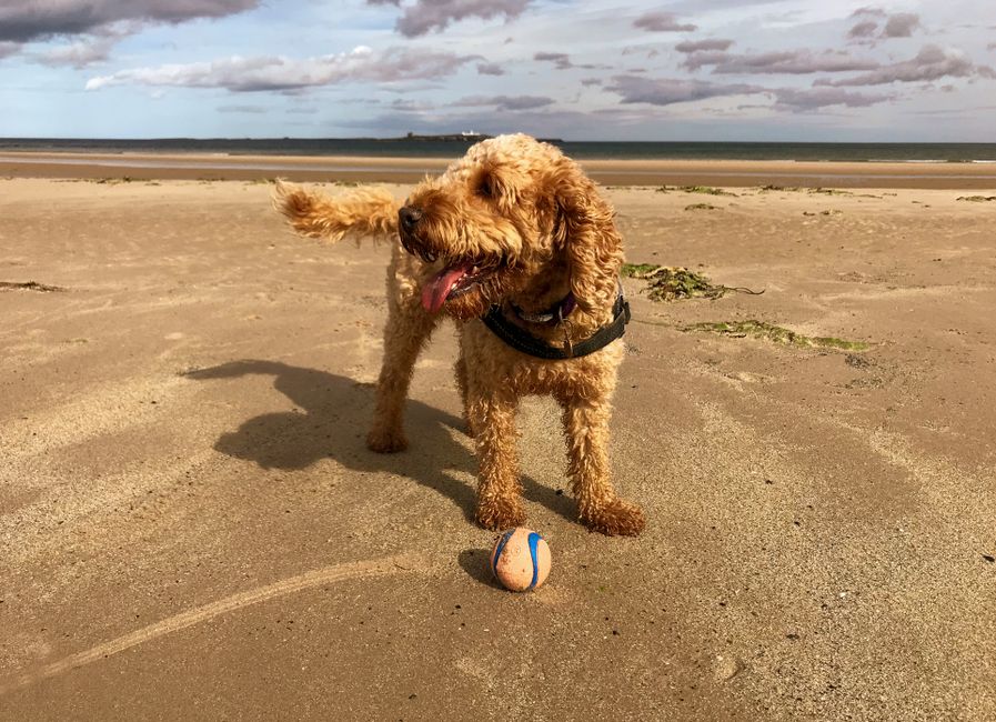 Free Stock Photo Of Blonde Cockapoo Cockapoo Dog Free Stock Photo Of Blonde Cockapoo Cockapoo Dog