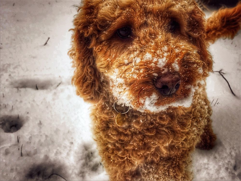 Free Stock Photo Of Ball Cockapoo Dog Free Stock Photo Of Ball Cockapoo Dog