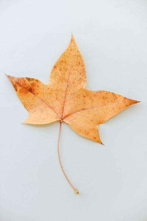 Close up of a Leaf