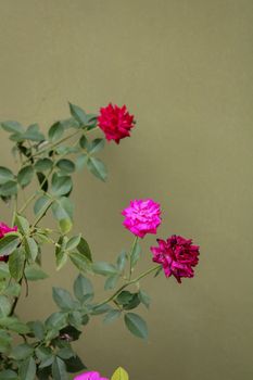old rose pink china rose flower