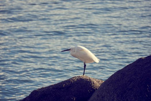 Aigrette garzette .
