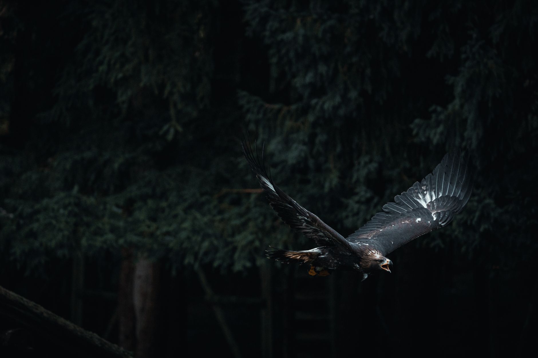 A majestic golden eagle soaring through a dark forest, wings spread wide.