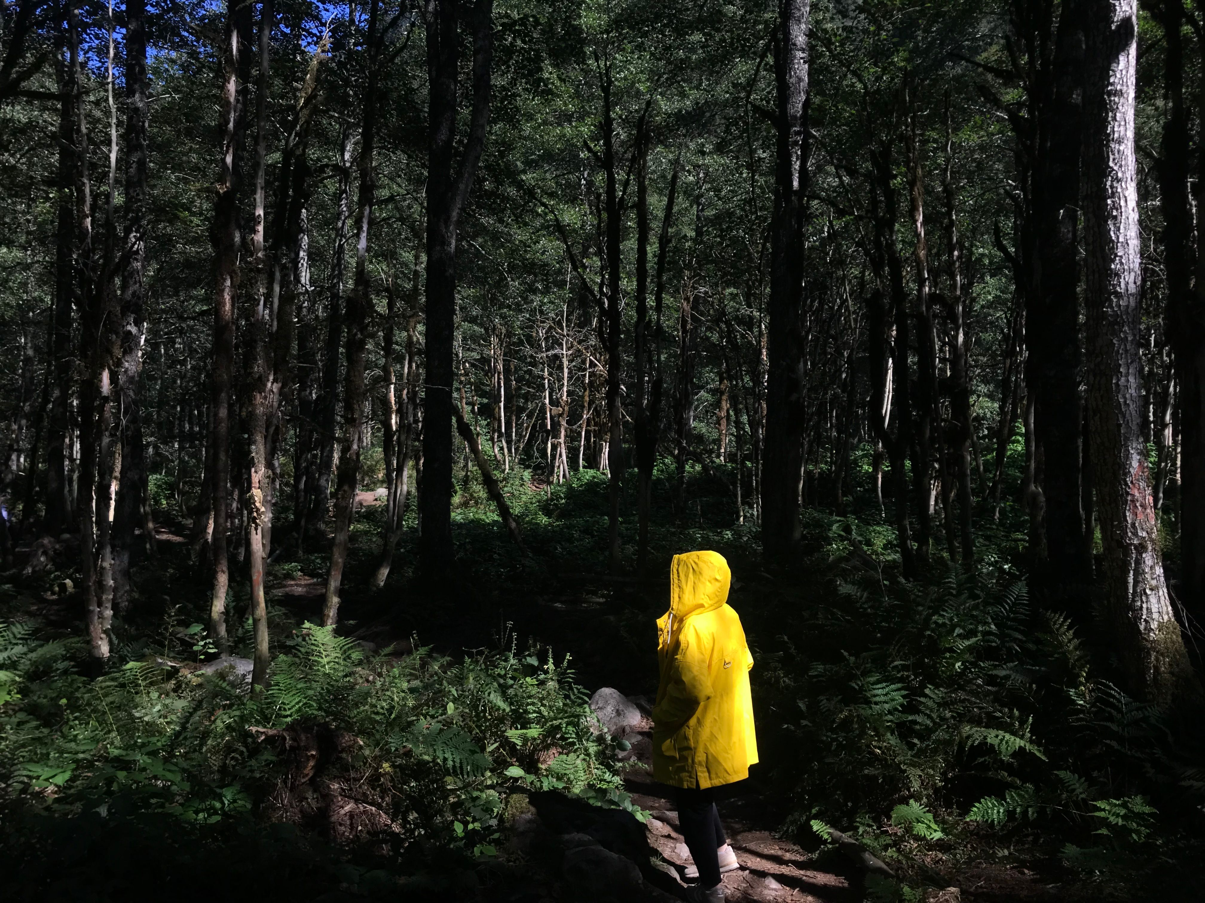 Person in Raincoat Walking in Forest · Free Stock Photo