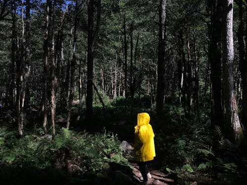 Kostnadsfri bild av djungel, gul päls, person
