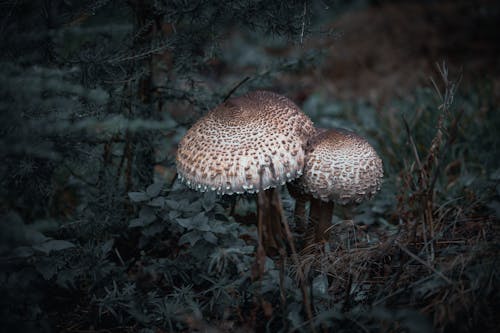 bezplatná Základová fotografie zdarma na téma extrémní detail, houby, makro fotografie Základová fotografie