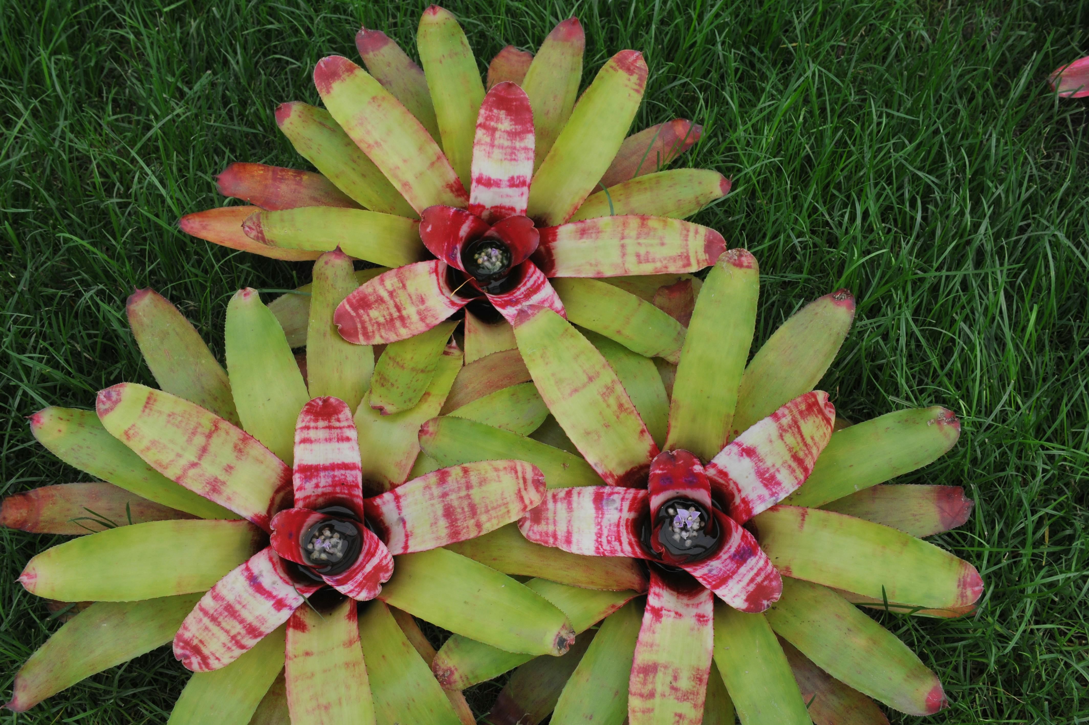 bild_mit_geburtsblumen_2