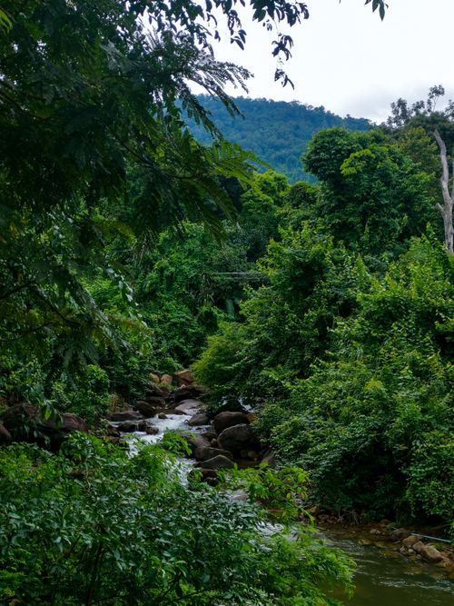 Free Tranquil forest landscape with a flowing stream surrounded by lush greenery and hills. Stock Photo