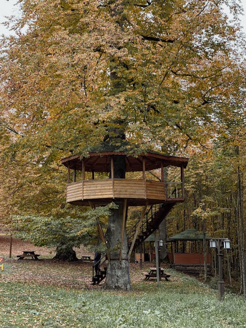 Wooden House on Tree in Park
