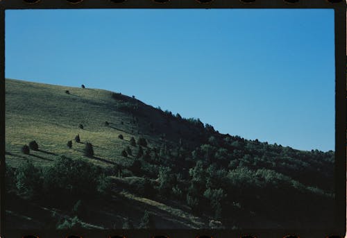 フィルム写真, 木, 澄んだ青い空の無料の写真素材