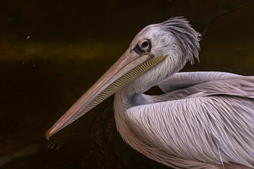 Free Close-Up Shot of a Pelican  Stock Photo