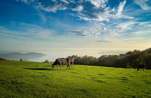 Cows Grazing in the Pasture