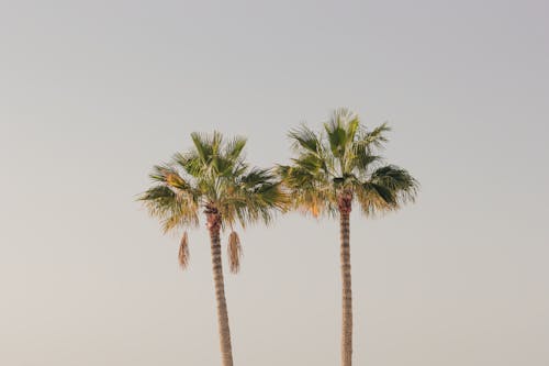 Palm Trees Under the Clear White Sky 