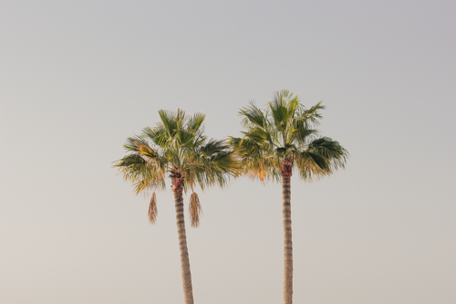Free Two palm trees in Lanzarote, Spain, stand tall against a serene clear sky. Stock Photo