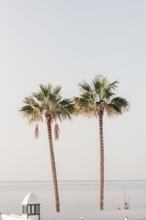 Palm Trees on White Sand Near Beach 