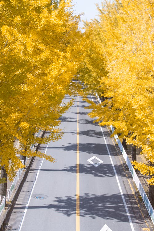 Kostenloses Stock Foto zu asphaltstraße, bäume, gelbe blätter